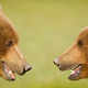 Two bears facing each other